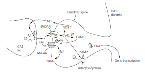 1301_Associative LTP biochemistry.png